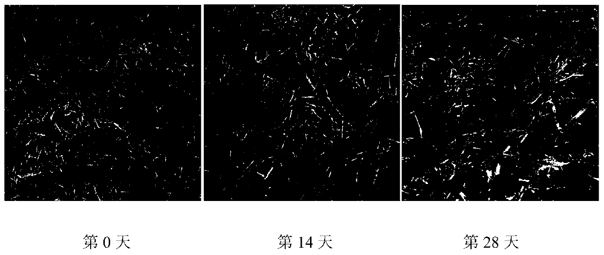 Active-phosphorus bio-organic fertilizer prepared through biological aerobic co-compost of crop straws and phosphate fertilizer and preparation method thereof