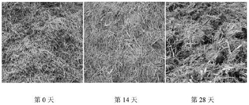 Active-phosphorus bio-organic fertilizer prepared through biological aerobic co-compost of crop straws and phosphate fertilizer and preparation method thereof