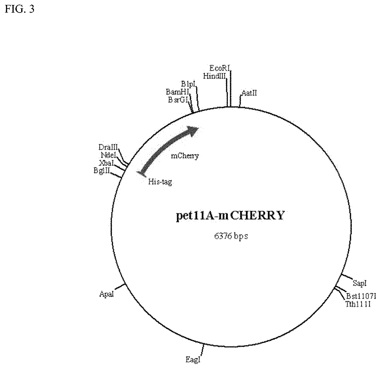 Polymer probes and methods