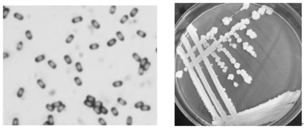 A strain of Bacillus sf259 for biocontrol and its application