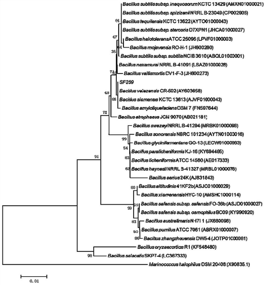 A strain of Bacillus sf259 for biocontrol and its application