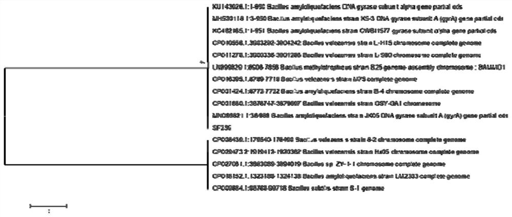 A strain of Bacillus sf259 for biocontrol and its application