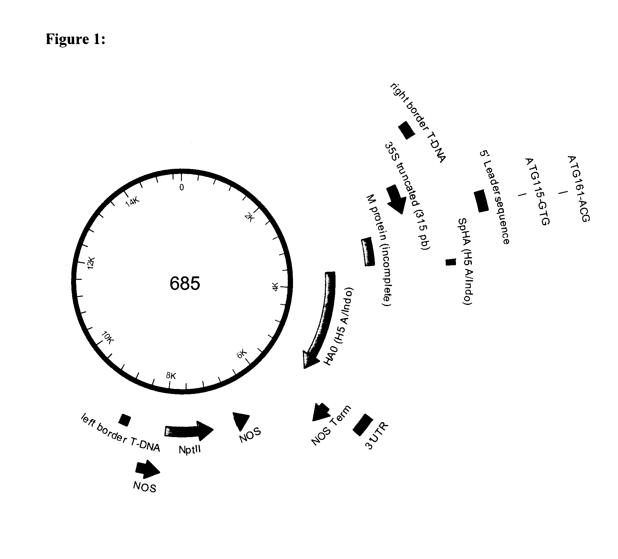 Method of preparing plant-derived vlps