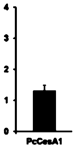 A kind of cellulose synthase pccesa1 protein from Phytophthora capsici and its coding gene and application