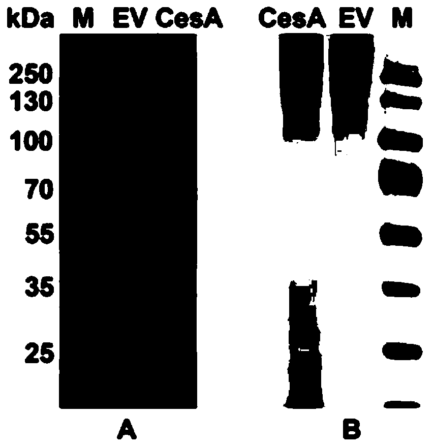 A kind of cellulose synthase pccesa1 protein from Phytophthora capsici and its coding gene and application