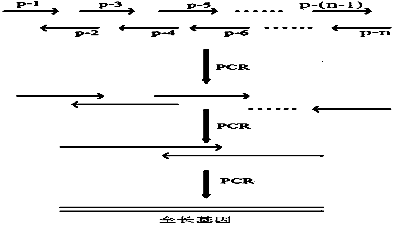 DNA (Deoxyribose Nucleic Acid) molecule, pichia pastoris recombinant plasmid and pichia pastoris recombinant bacterium for efficiently expressing PprI protein of deinococcus radiodurans