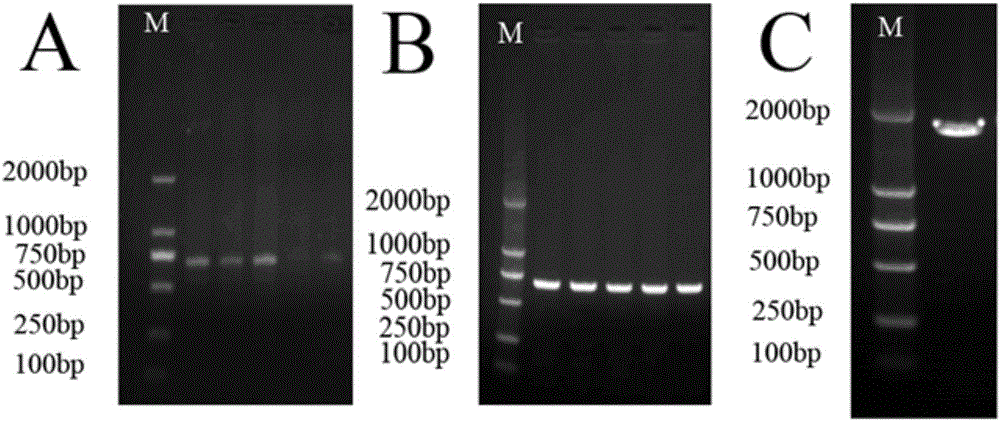 Primers and method for identifying diversity of eukaryotic algae in activated sludge of epoxypropane saponified wastewater