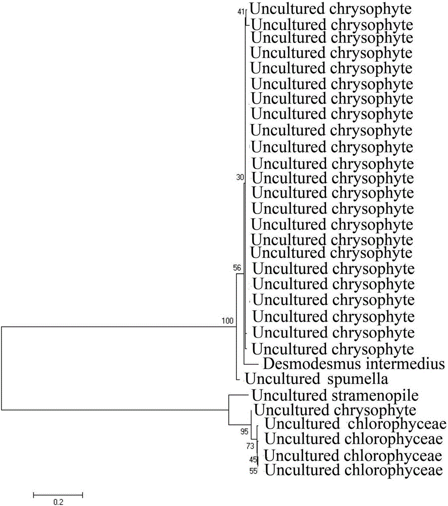 Primers and method for identifying diversity of eukaryotic algae in activated sludge of epoxypropane saponified wastewater