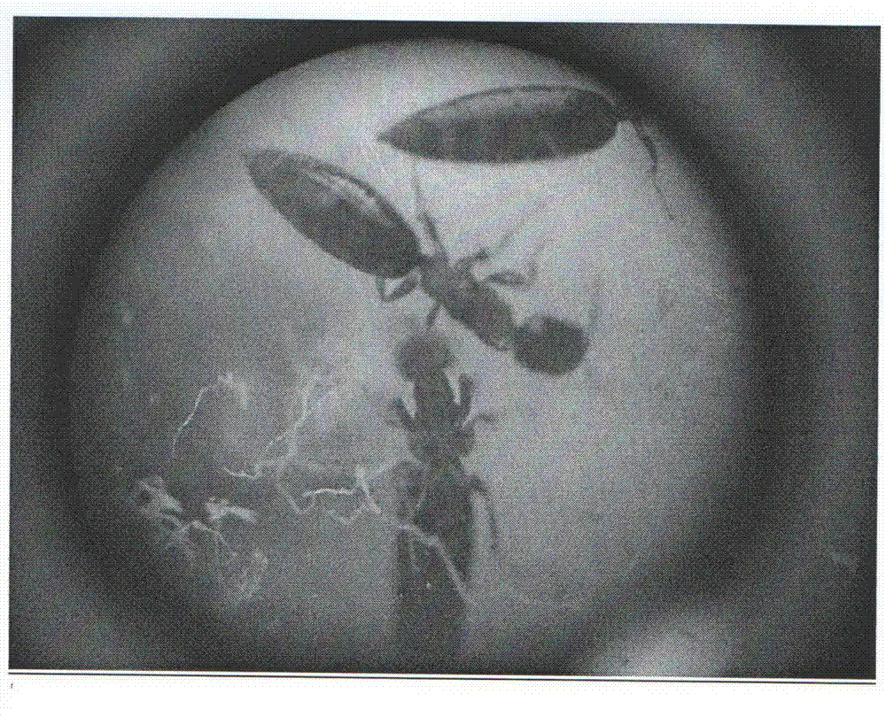 Method for controlling melanophila picta pallas larvae through fusarium proliferatum carried on sclerodermus pupariae