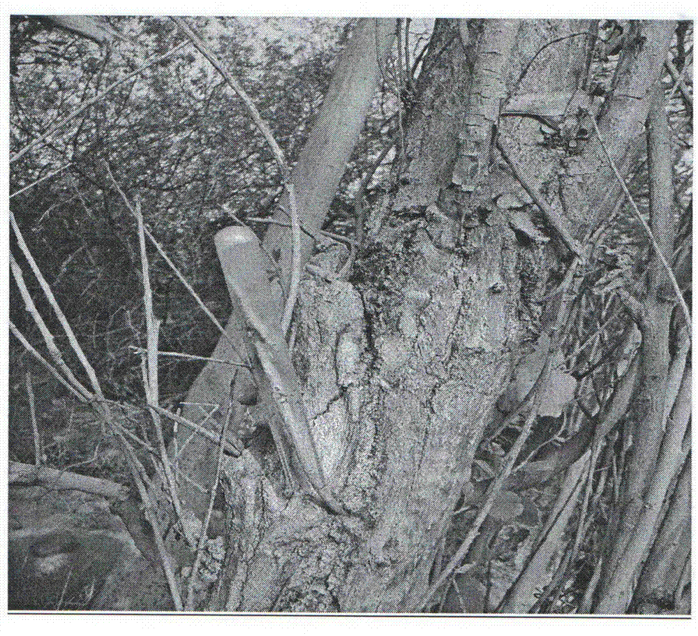 Method for controlling melanophila picta pallas larvae through fusarium proliferatum carried on sclerodermus pupariae