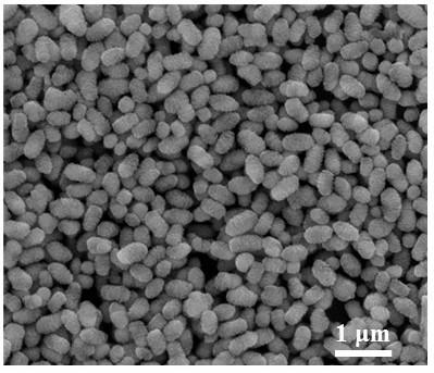 Copper-terephthalic acid nano particle, and preparation method and applications thereof