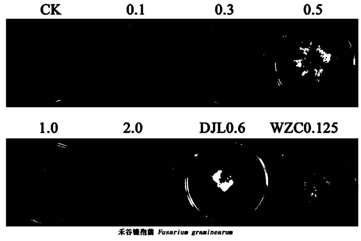 Application of itraconazole in preparation of fungicides for prevention and control of plant pathogenic bacteria