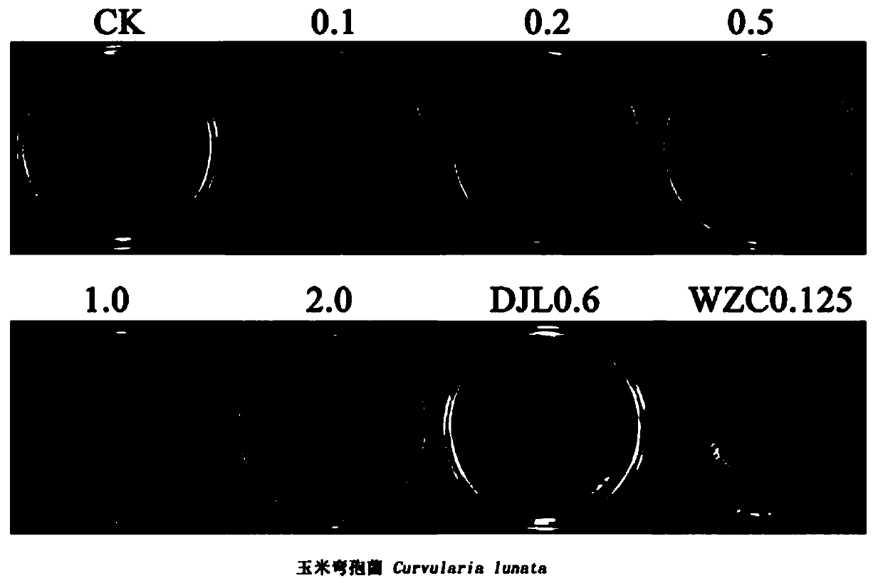 Application of itraconazole in preparation of fungicides for prevention and control of plant pathogenic bacteria