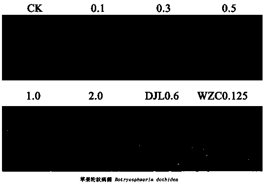 Application of itraconazole in preparation of fungicides for prevention and control of plant pathogenic bacteria