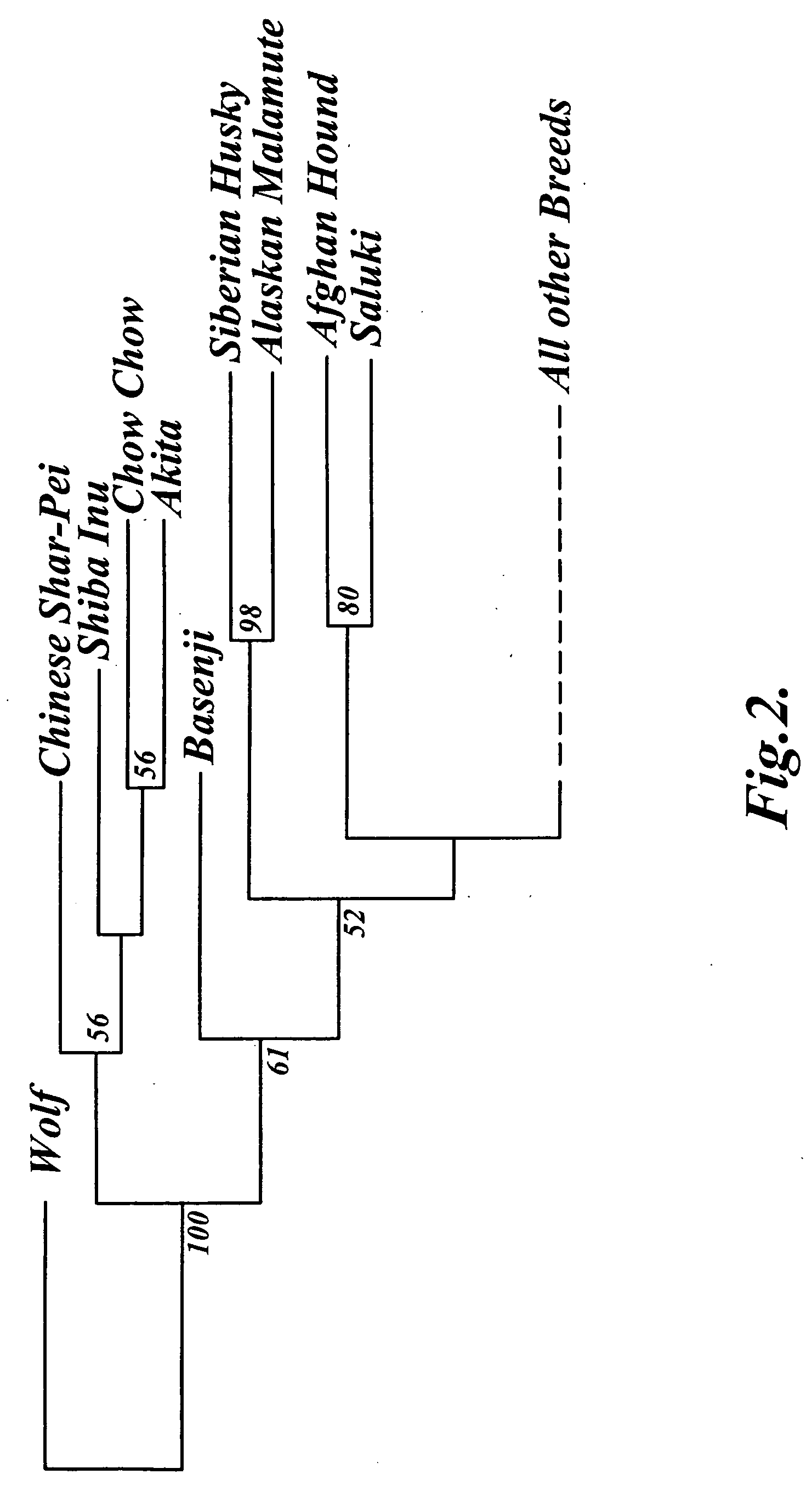 Methods and materials for canine breed identification