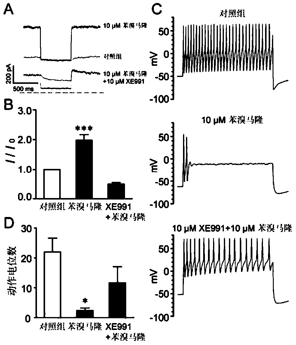 Application of benzbromarone in the preparation of voltage-gated potassium channel kcnq agonists