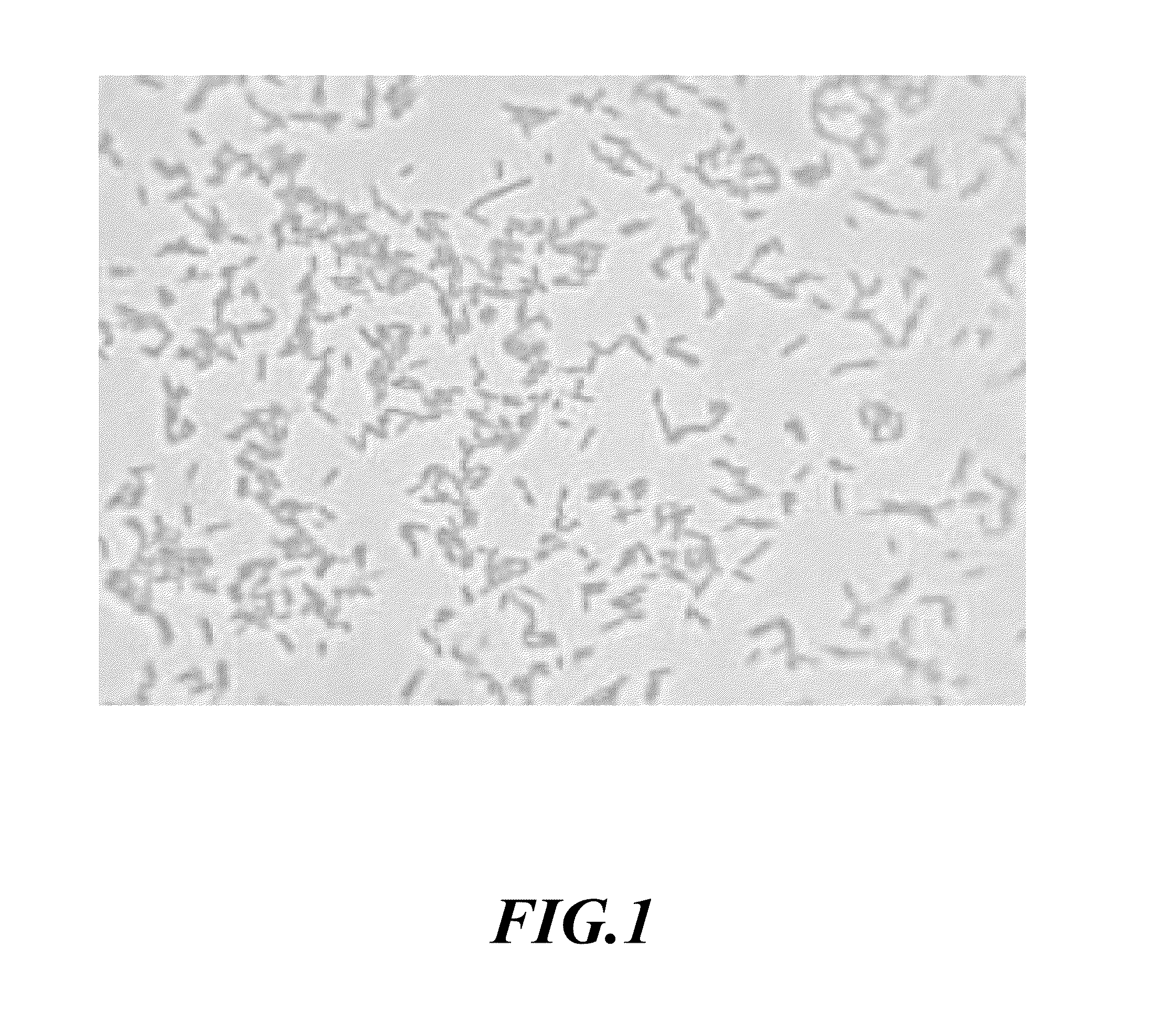 <i>Edwardsiella ictaluri </i>E-ict-VL33 strain, vaccines thereof, and a method for protecting fishes using said vaccines