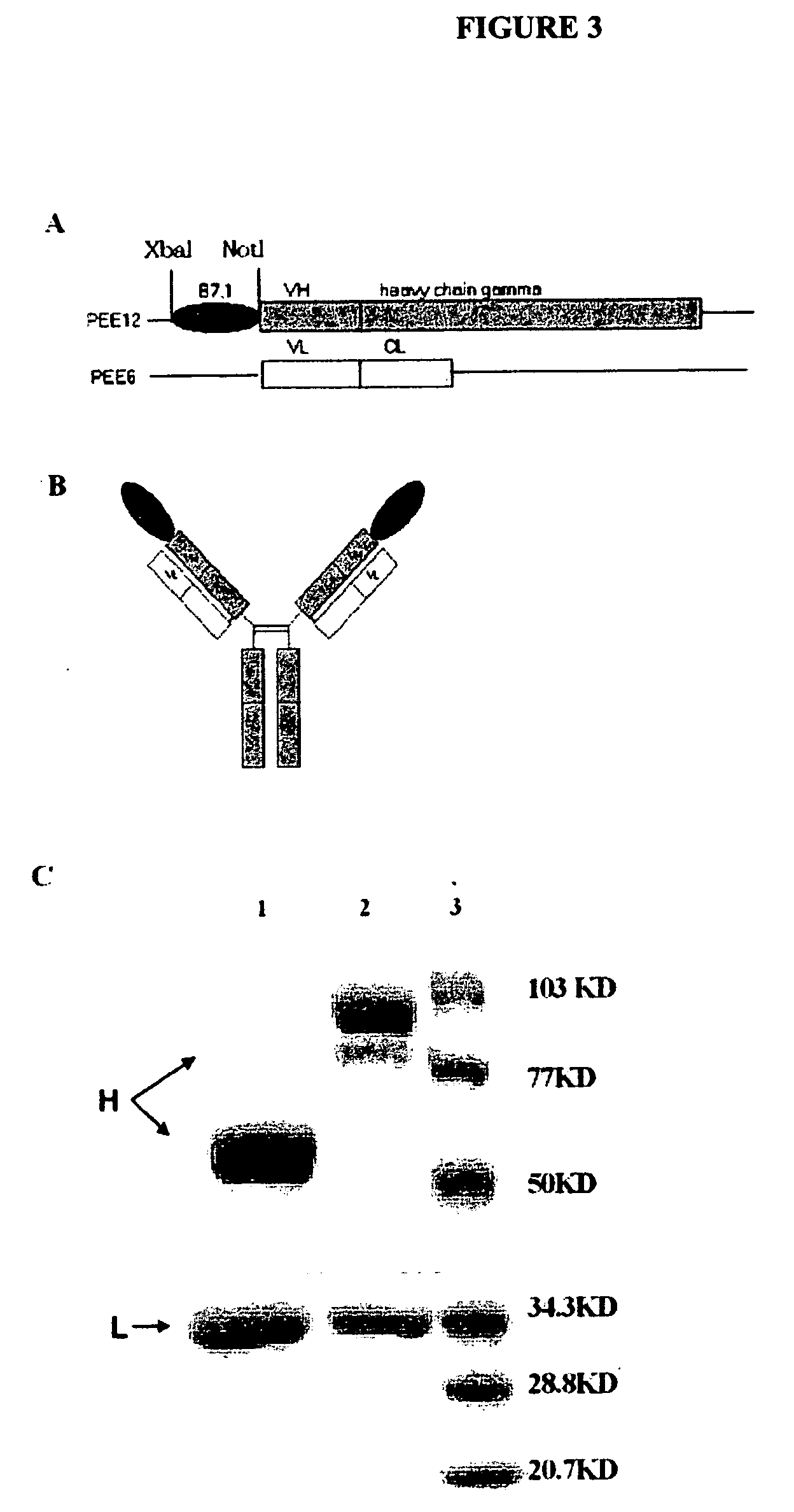 Combination cancer immunotherapy with co-stimulatory molecules