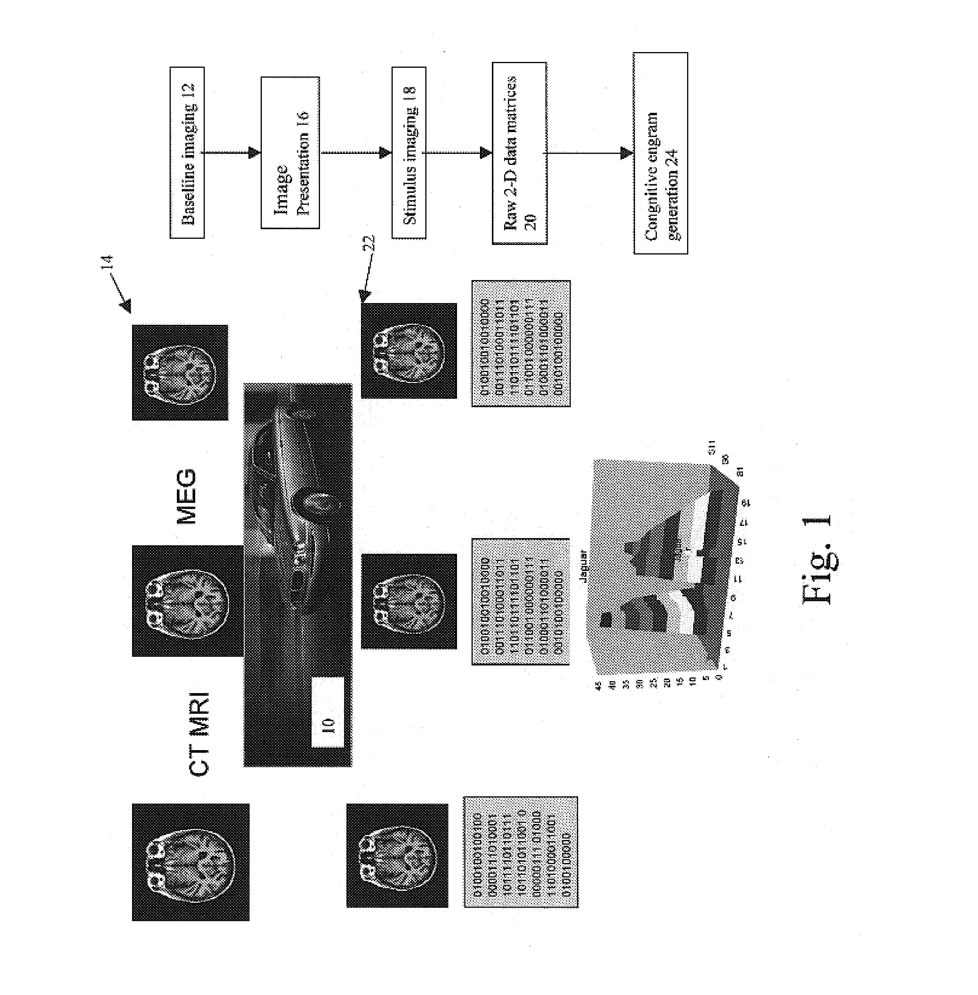 Brain function decoding process and system