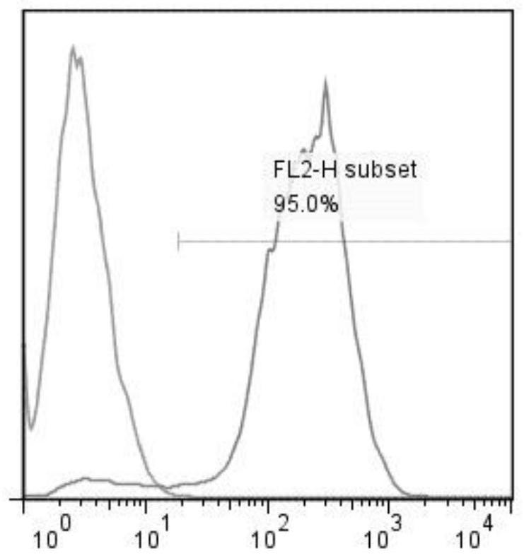 A kind of preparation method of trophoblast of limited generation and culture method of snk cell