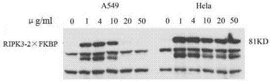 Establishment method of programmed necrosis inducing system