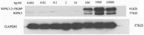 Establishment method of programmed necrosis inducing system