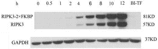 Establishment method of programmed necrosis inducing system