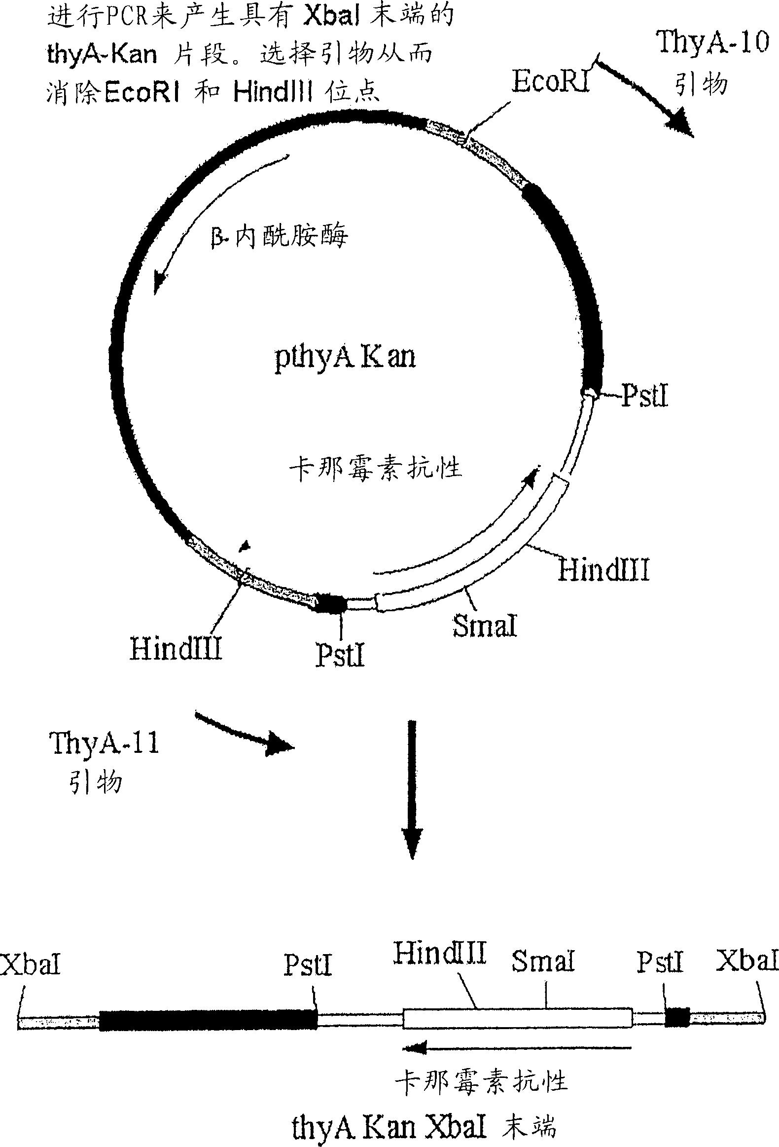 Expression system for the b subunit of cholera toxin