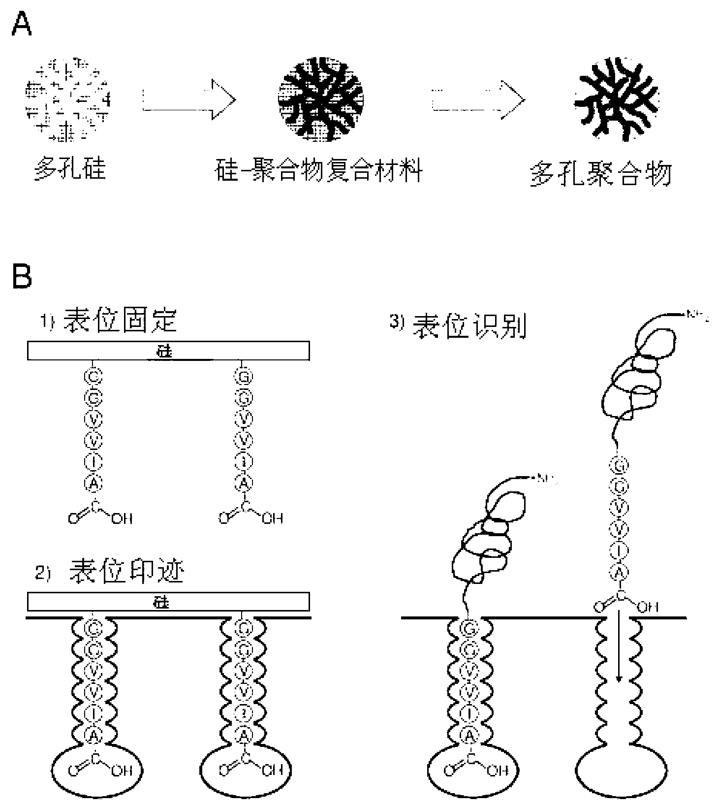 Polymeric complements to [beta]-amyloid peptides