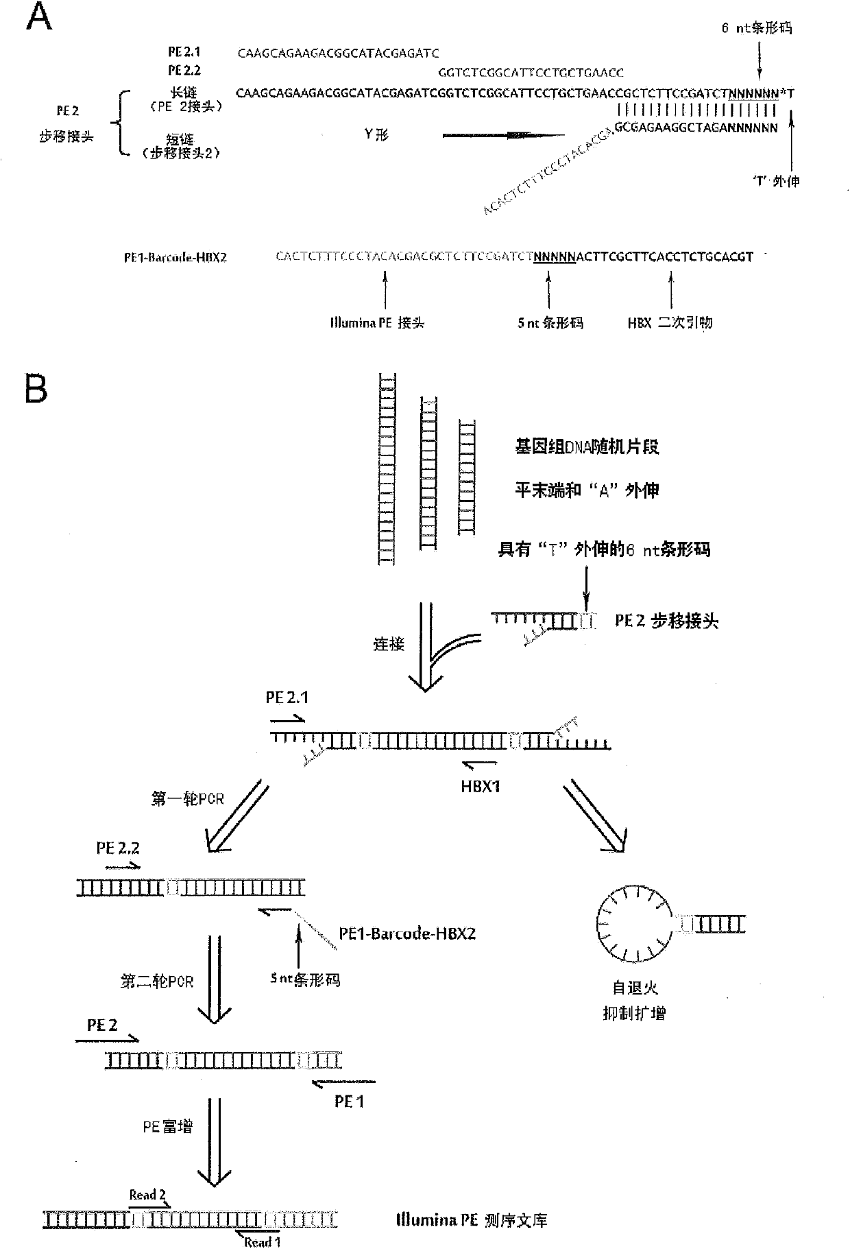 Technology for identifying HBV (hepatitis B virus) gene integration sites and recurrently targeted genes in host genome