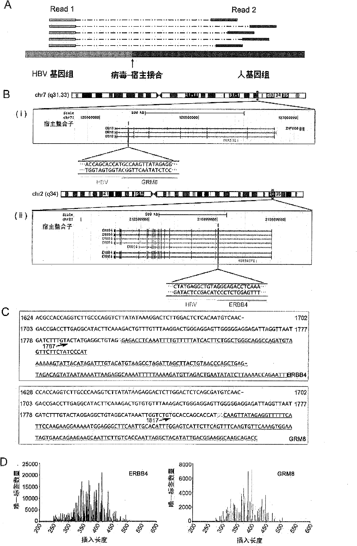 Technology for identifying HBV (hepatitis B virus) gene integration sites and recurrently targeted genes in host genome