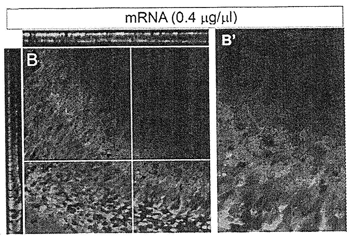 Compositions and methods for transfection of RNA and controlled stabilization of transfected RNA