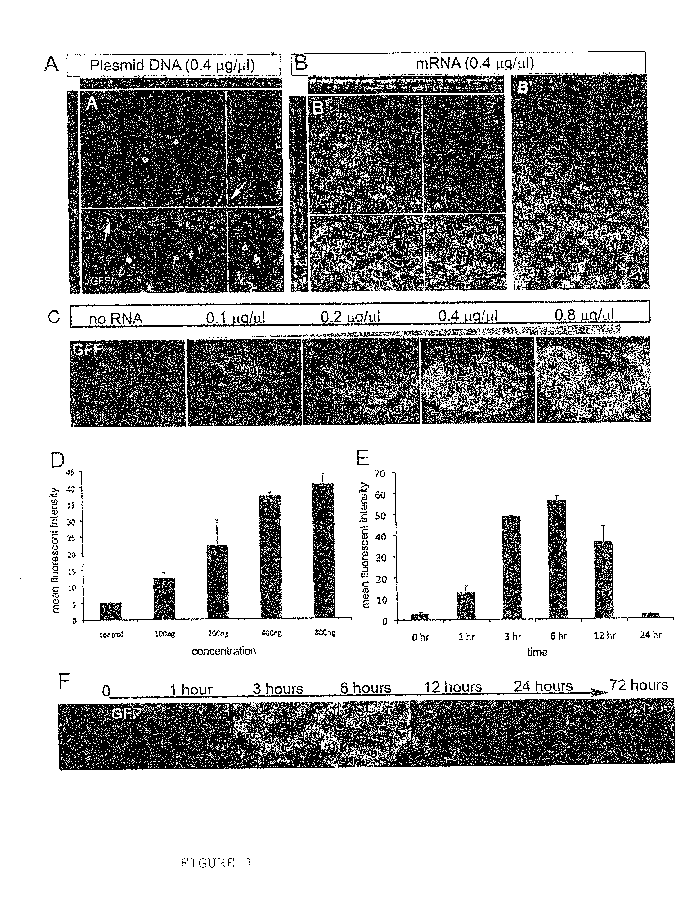 Compositions and methods for transfection of RNA and controlled stabilization of transfected RNA