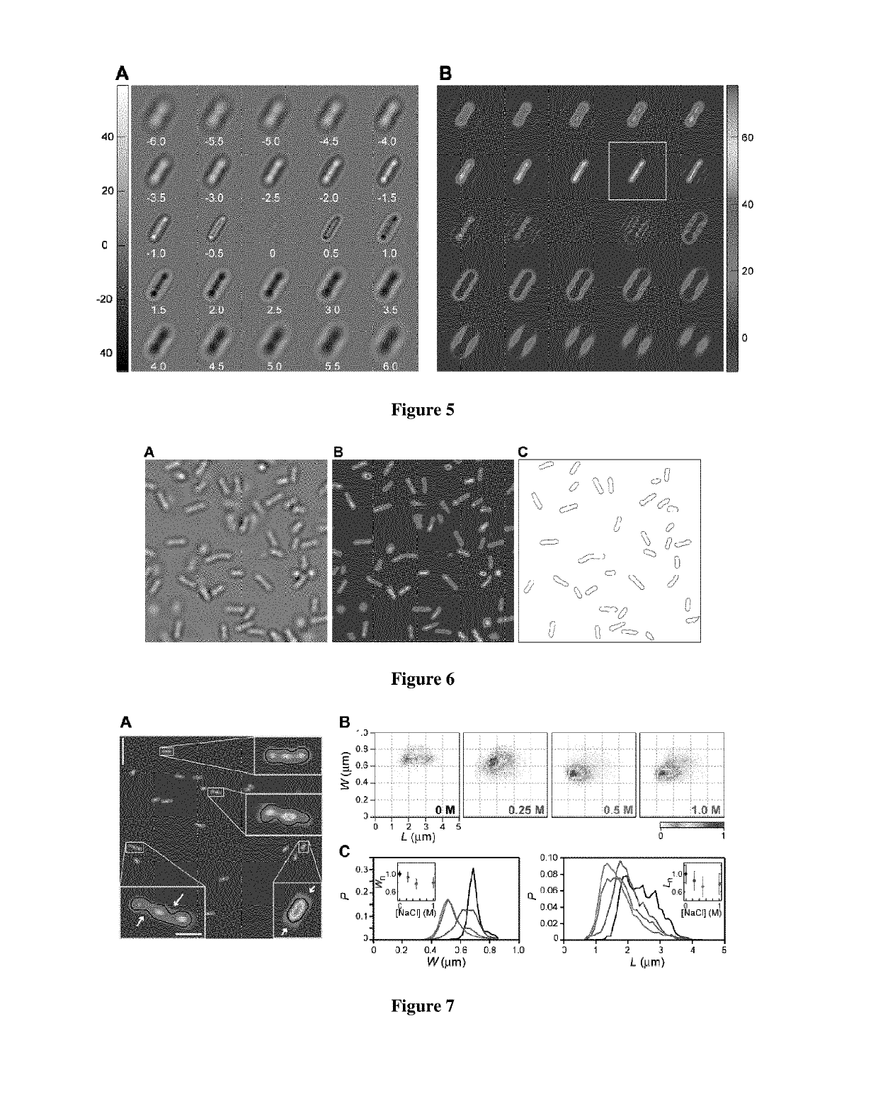 Automated quantitative restoration of bright field microscopy images