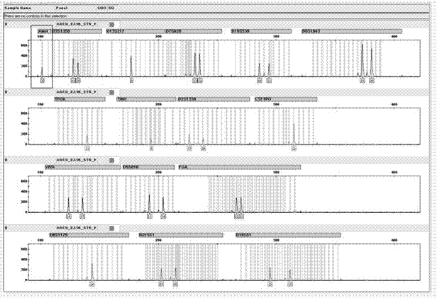 A forensic dna detection kit with auxiliary gender identification and its identification method