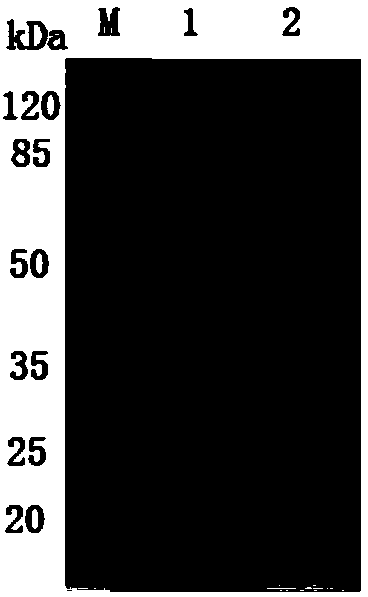 Antibody of humanized anti-anthrax protective antigen PA and application thereof