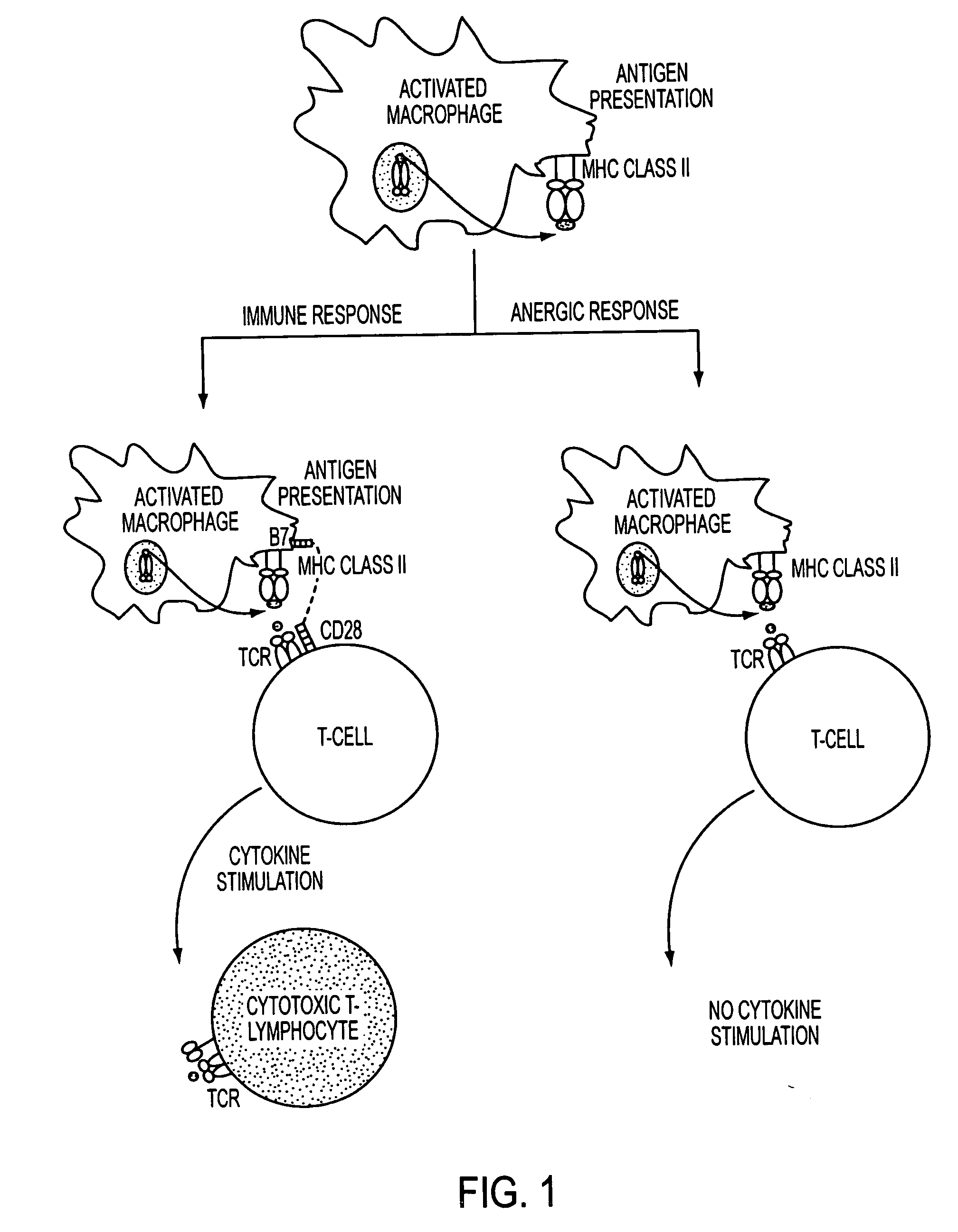 Use of a chemically stabilized chlorite solution for inhibiting an antigen-specific immune response