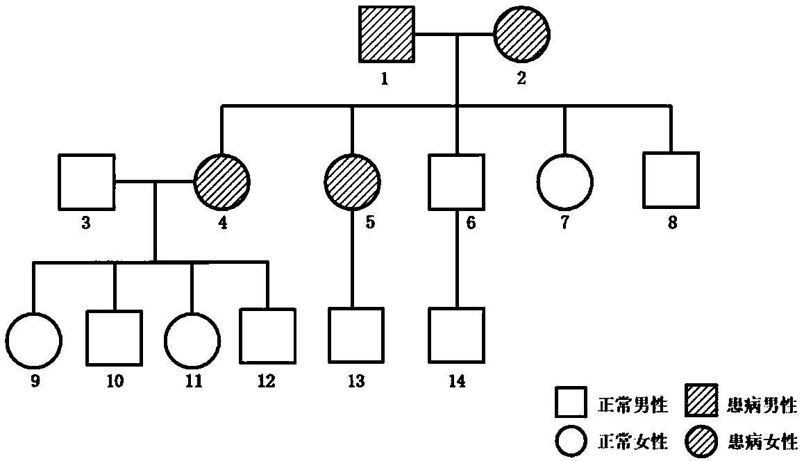 Markers for evaluating risk of familial breast cancer and application thereof