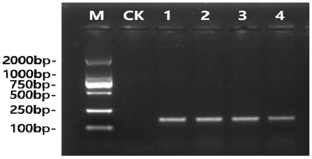 Specific primer, kit and identification method for identifying poria cocos