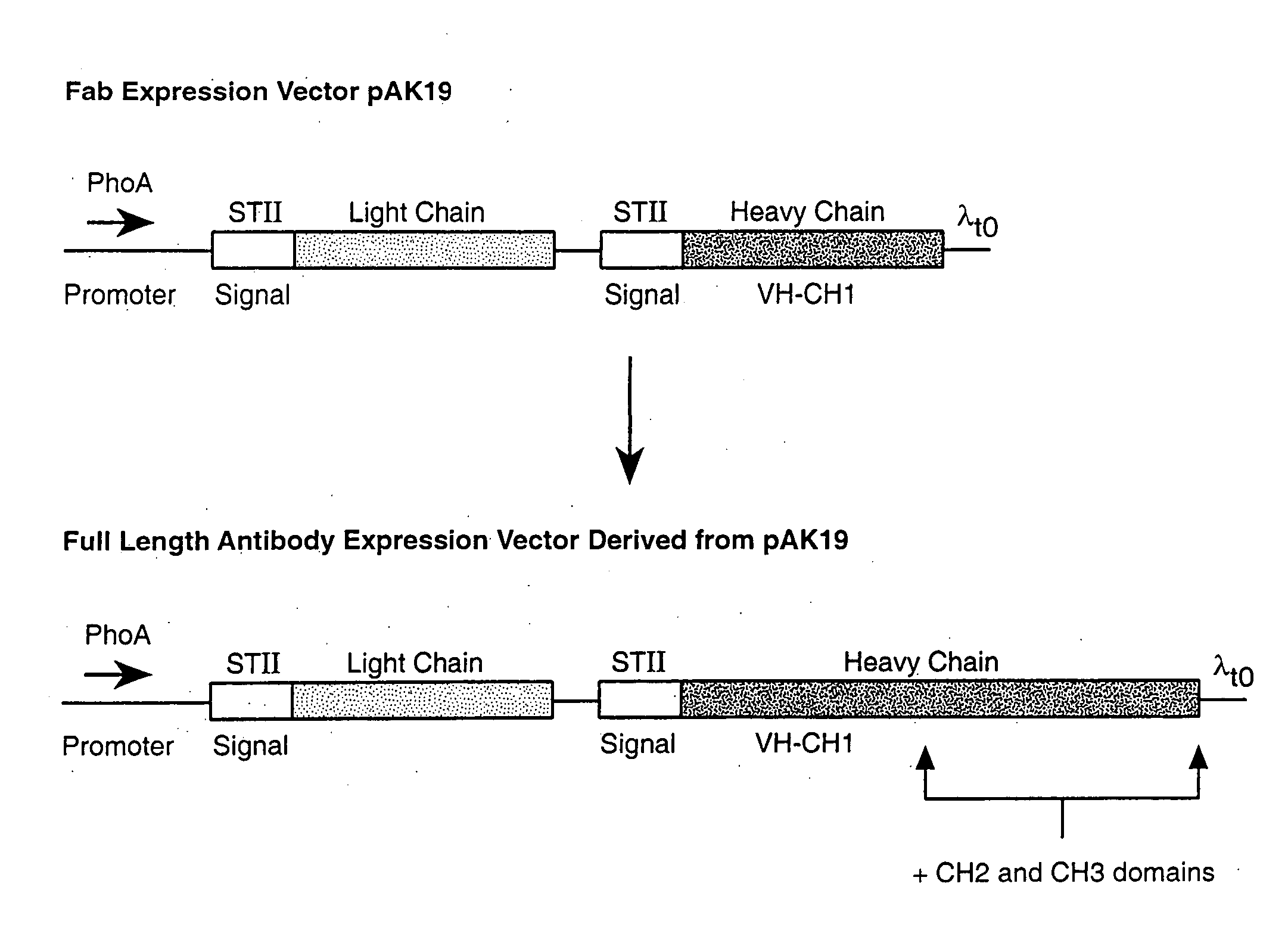 Prokaryotically produced antibodies and use thereof