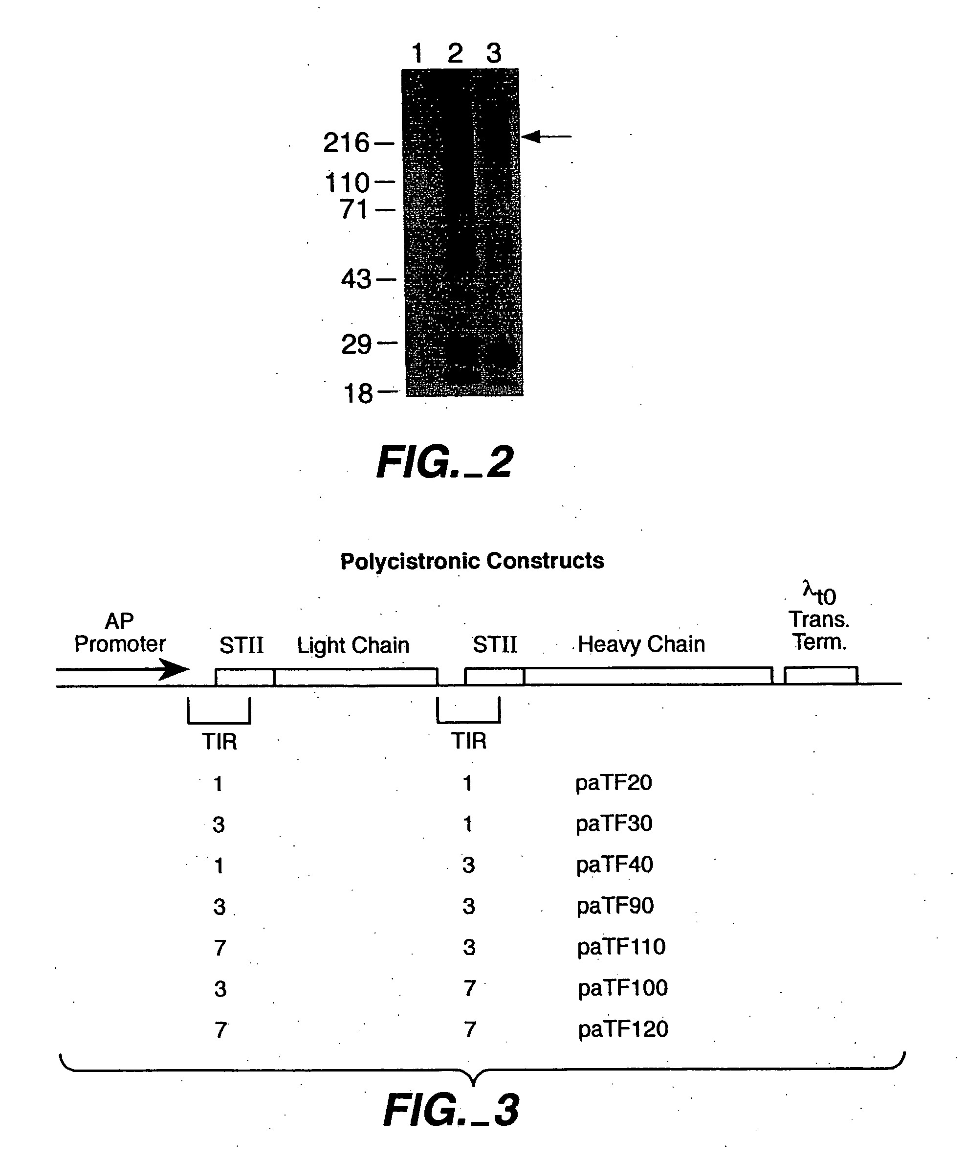 Prokaryotically produced antibodies and use thereof