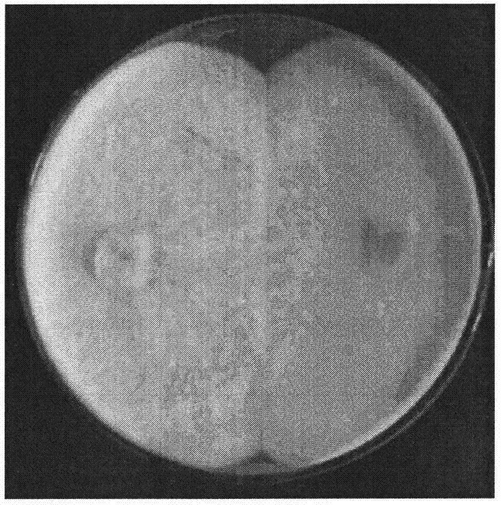 Grifola frondosa strain produced through rice bran and wheat bran complete feed liquid fermentation