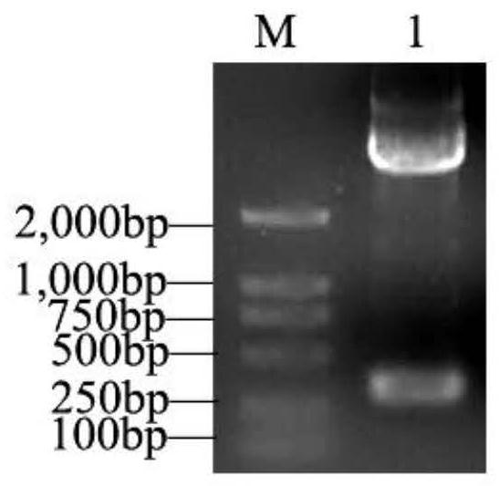 Branchiostoma belcheri C-type lectin BjCTL4 gene and application thereof