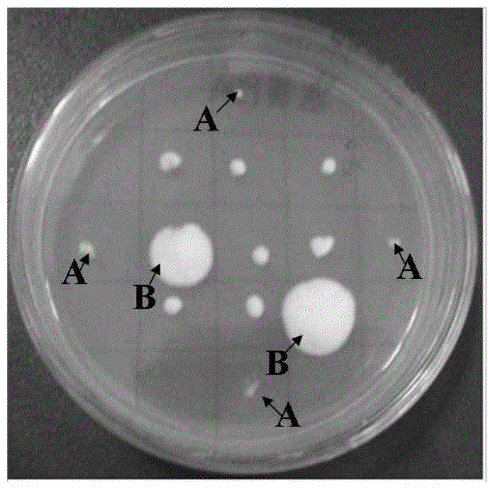 Agrobacterium tumefaciens-mediated tuber melanosporum genetic transformation method