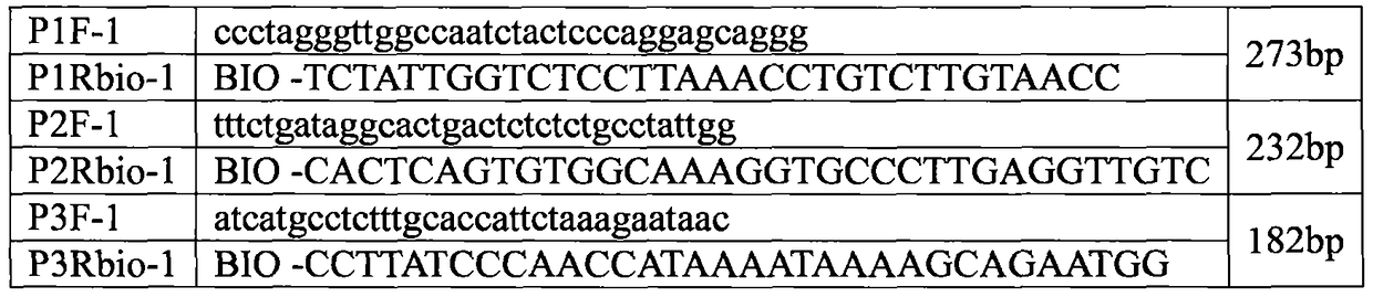 Beta-thalassemia gene amplification kit and method based on recombinase polymerase amplification technology