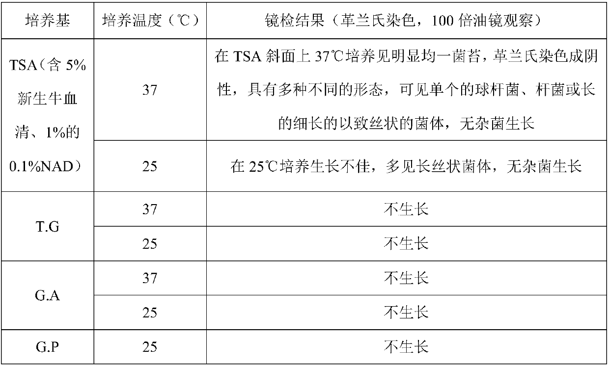 Serotype 7 haemophilus parasuis natural weak virulent strain and application thereof