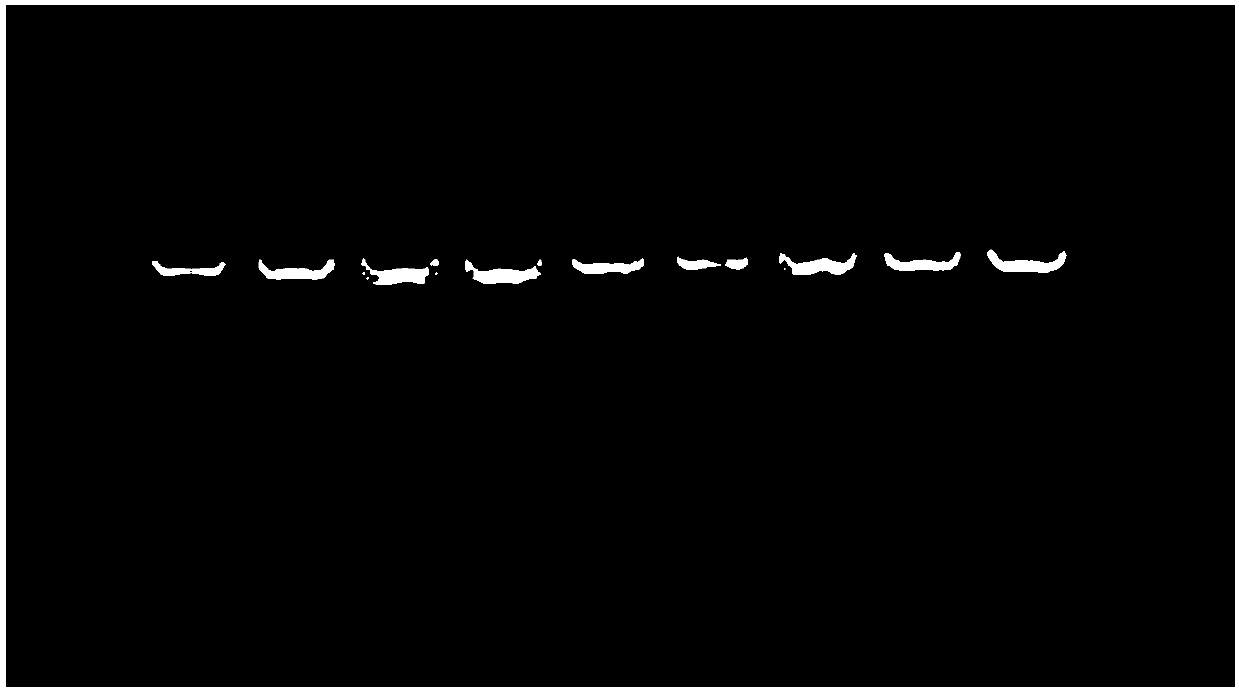 Serotype 7 haemophilus parasuis natural weak virulent strain and application thereof