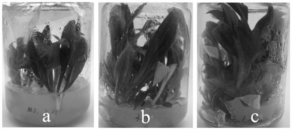 A kind of culture medium for preserving test-tube plantlets of hosta mosaic and its application