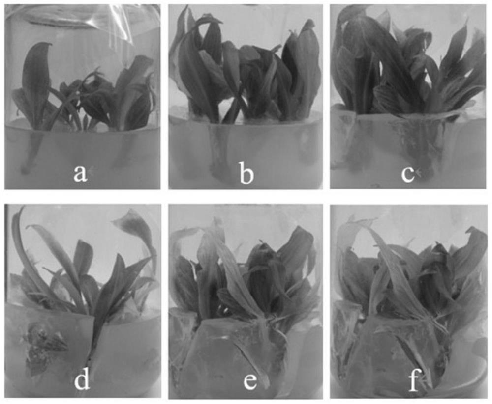 A kind of culture medium for preserving test-tube plantlets of hosta mosaic and its application