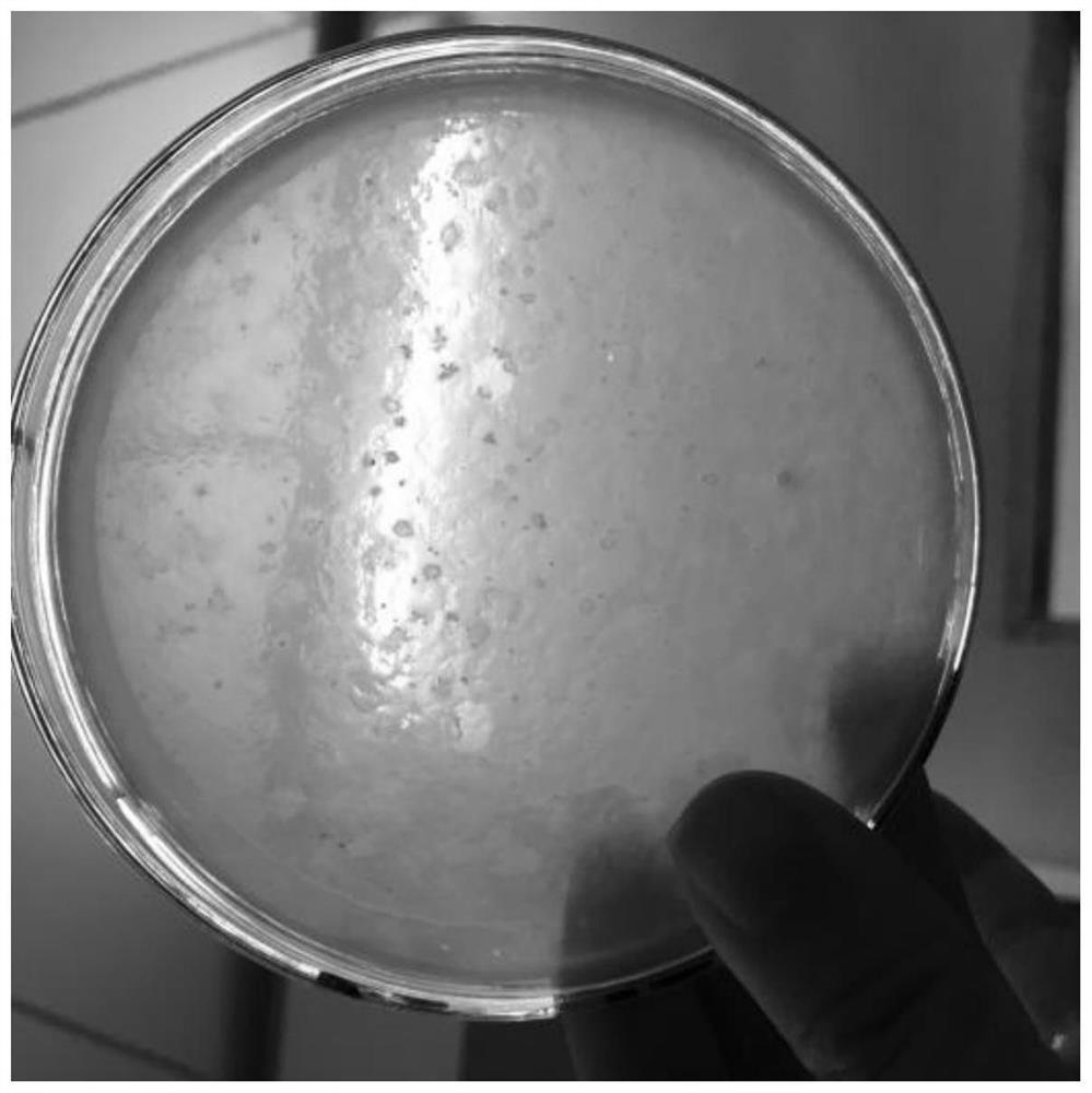 A mutant strain of Bdellovibrio with strong lytic performance and its application